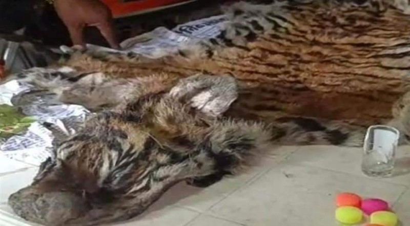 बांधवगढ़ टाइगर रिजर्व में 11 वर्षीय बाघिन की मौत, इस कारण गई जान