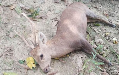 Lucknow: Two Reindeers kept fighting, both dead