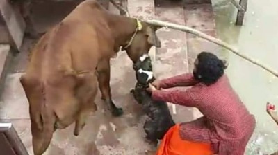 पिटबुल डॉग ने किया गाय पर हमला, वीडियो देखकर काँप जाएगी रूह