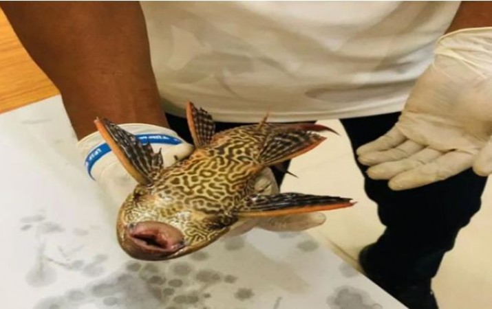 गंगा में मिली US की नदी में पाई जाने वाली ये मछली, वैज्ञानिकों ने बताया- 'खतरे की घंटी'
