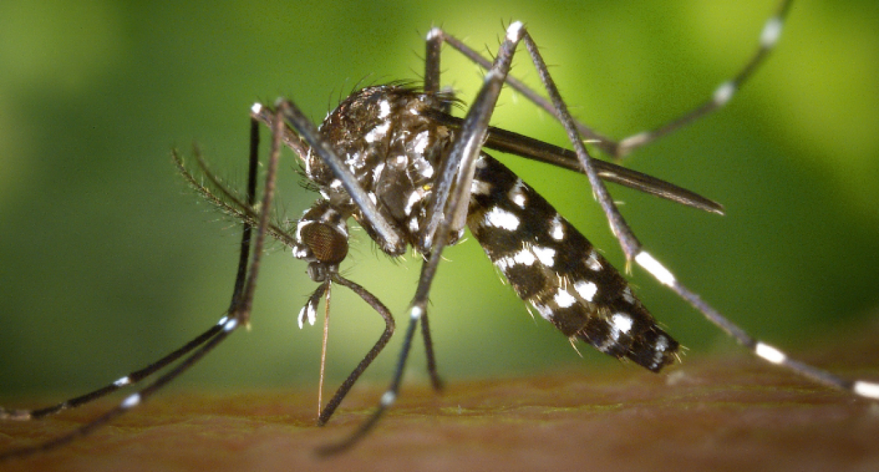 MP: डेंगू-दिमागी बुखार से तड़प रहे बच्चे