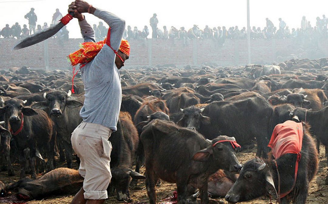 Tripura High Court orders ban on animal sacrifice in Temples