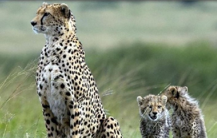 Now 12 cheetahs will be brought from SA to Kuno National Park, process started