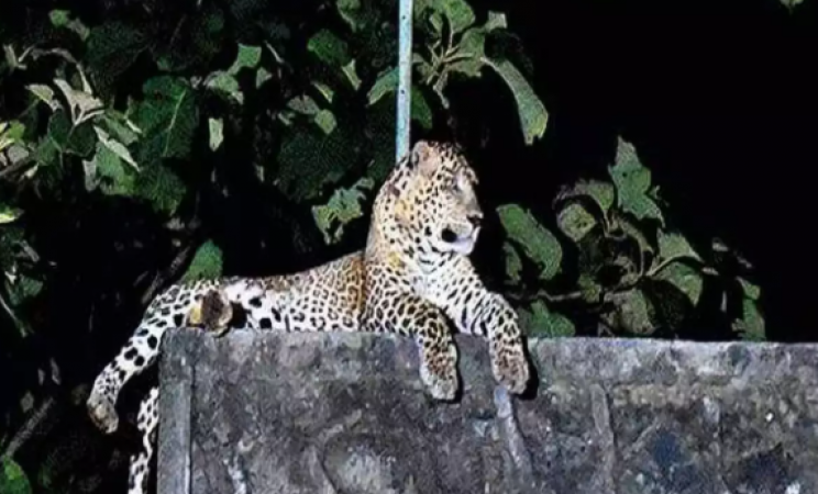 Video: Woman beating leopard with a stick without fear!