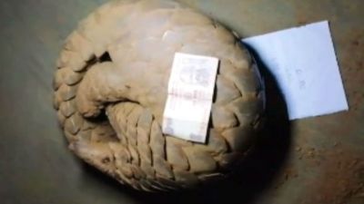 Pangolin worth 50 lakh recovered from Hazaribagh, three smugglers arrested