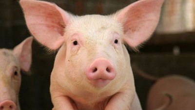 इंदौर में हुआ शातिर गिरोह का पर्दाफाश, मुंबई बेचते थे चुराए हुए सुअर