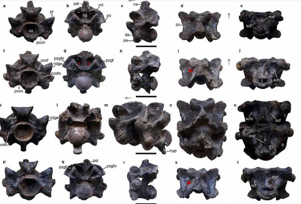 Scientists Confirm Fossil Evidence of Vasuki Serpent Discovery in Gujarat