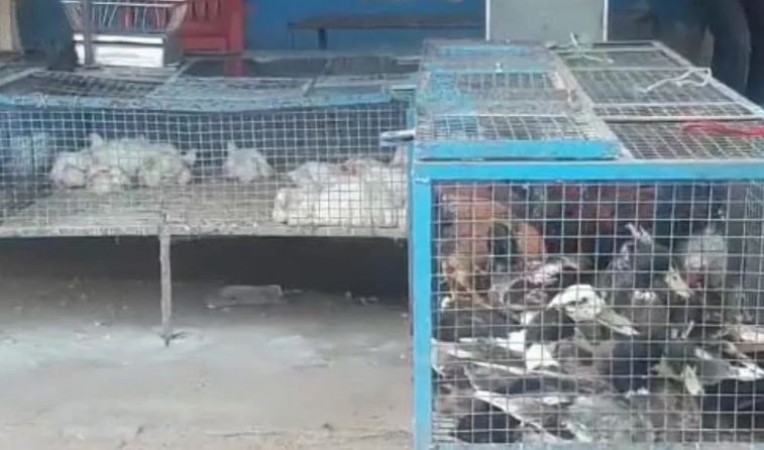 झारखंड में बर्ड फ्लू की दस्तक, नष्ट की गईं 2000 मुर्गे-मुर्गियां, फ़िलहाल खरीदी पर भी रोक