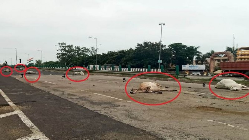 MP में अज्ञात वाहन ने गायों के झुंड को रौंदा, 6 की हुई मौत