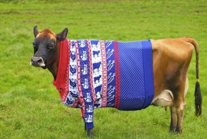 UP cows to get special coats to save them from cold in winter ...