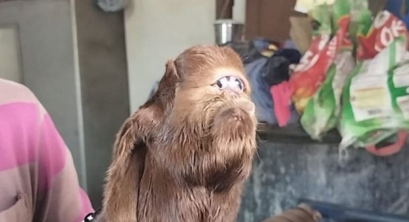 VIDEO! इंदौर में बकरी ने दिया 'एलियन' जैसे बच्चे को जन्म, देखकर आपके भी उड़ जाएंगे होश
