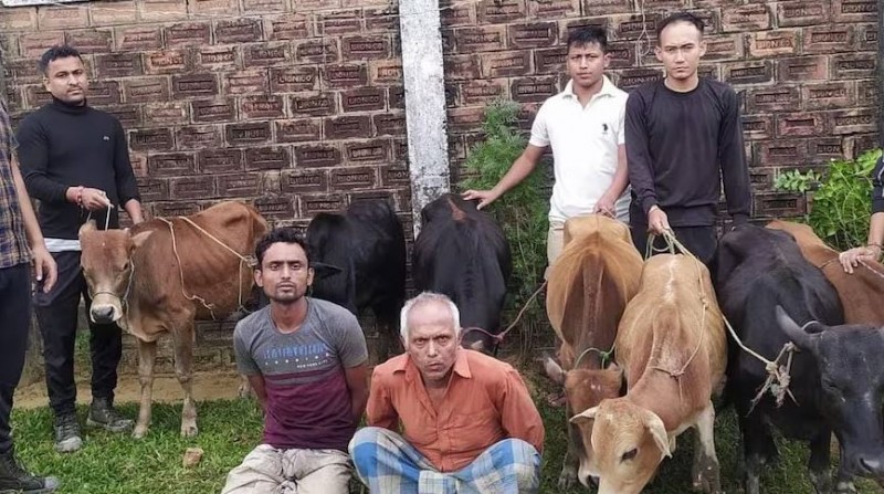 पशु तस्करों पर असम पुलिस का बड़ा एक्शन, 115 मवेशियों के साथ 9 तस्कर गिरफ्तार