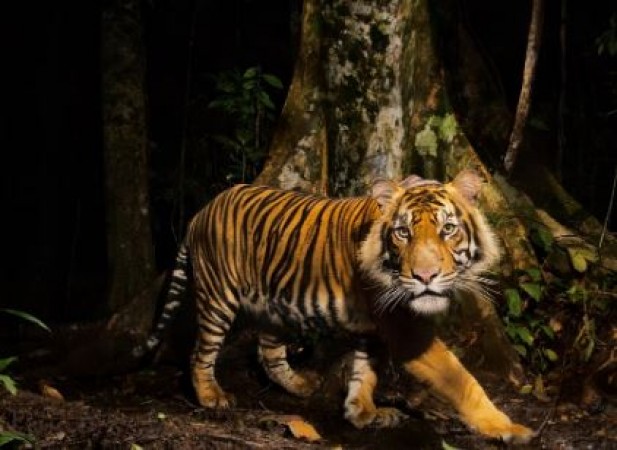 4-year-old minor was sleeping outside the house, then the tiger came and then ...