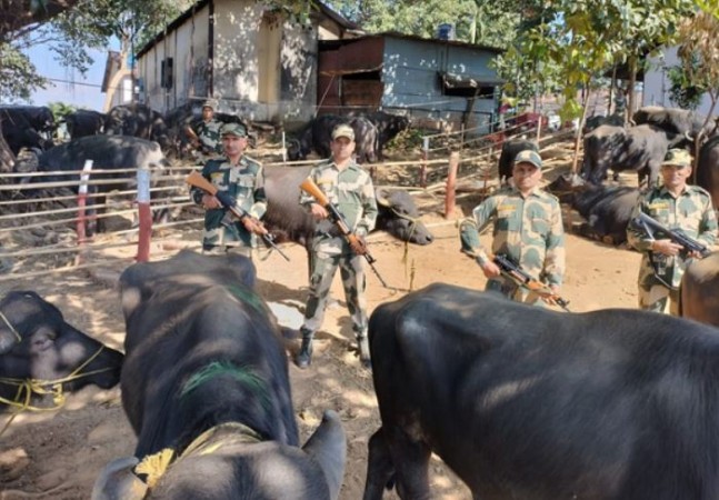 मेघालय से बांग्लादेश में मवेशियों की तस्करी, BSF ने 47 पशुओं को बचाया