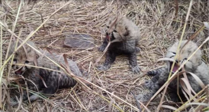 Project Cheetah breaks down, three new cubs born in Kuno National Park