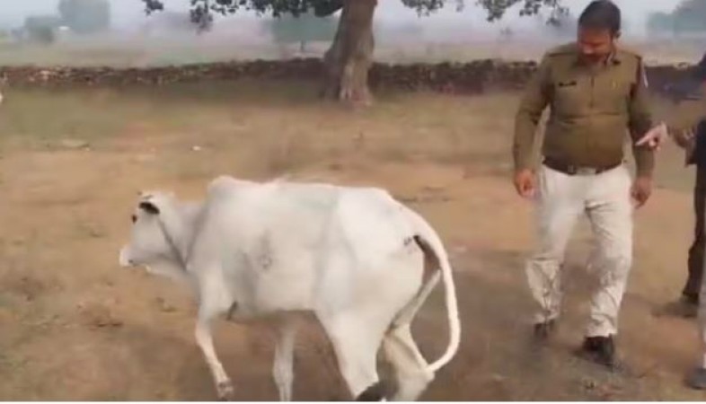 MP में पशुओं से हैवानियत! खेत में बार बार घुस रही थी 12 गाय तो पैर में ठोक दी 2 इंच की कील