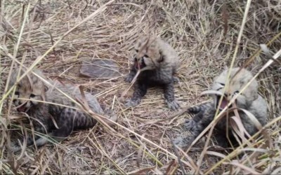 VIDEO! MP में फिर गूंजी किलकारी, मादा चीता ज्वाला ने 3 शावकों को दिया जन्म