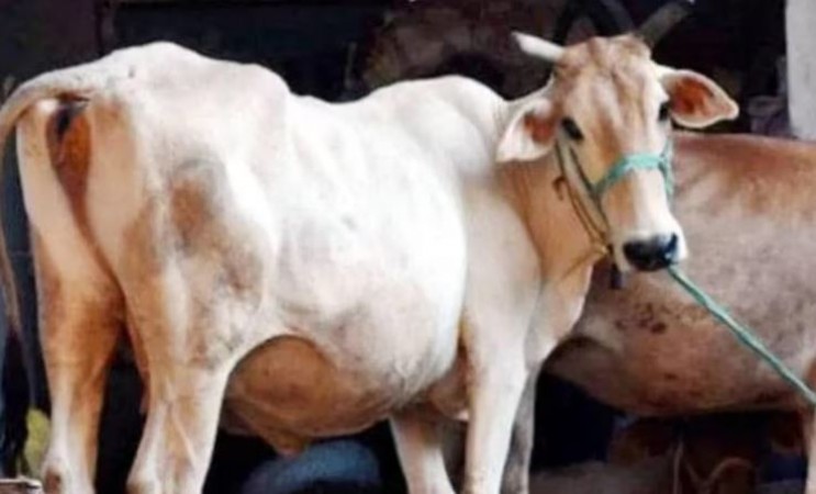 Cow is considered the most dangerous animal in this sight