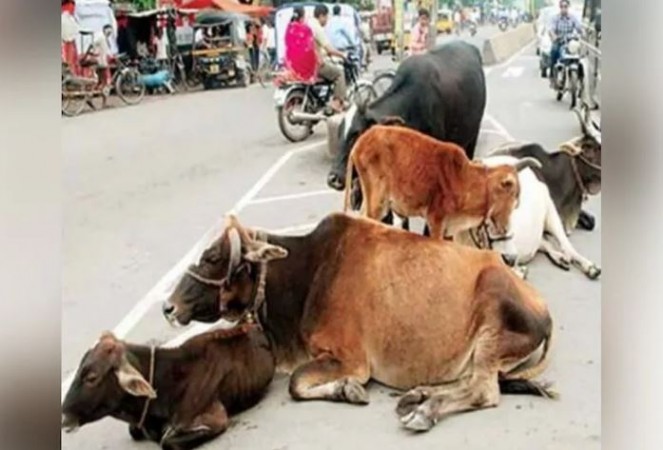 'आवारा पशु दिखने पर तुरंत गौशाला पहुंचाएं पटवारी', SDM के आदेश का पटवारी संघ ने किया विरोध