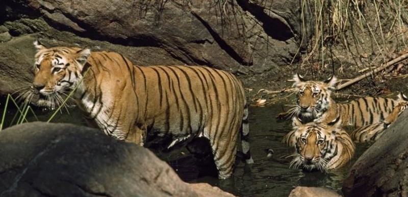 Tigers: Icons of Strength and Survival Throughout History