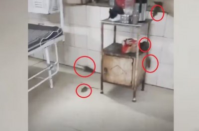 ग्वालियर के बड़े अस्पताल में चूहों ने मचाया आतंक, कांग्रेस ने वीडियो शेयर कर कसा तंज