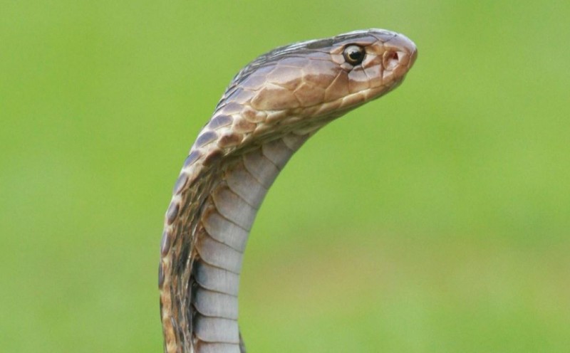 Do These Things Immediately After a Poisonous Snake Bite to Save a Life