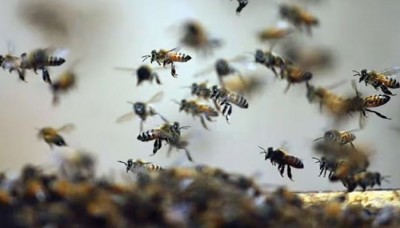 माता के मंदिर में हवन के धुएं से उड़ी मधुमक्खियां, दर्जनों भक्त हुए घायल