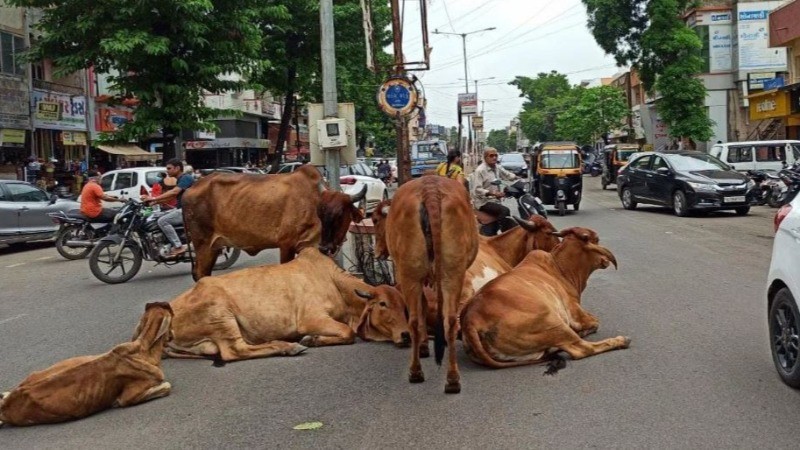 'गाय को सबकुछ बुलाना, लेकिन इस शब्द से पुकारा तो खैर नहीं', सरकार का बड़ा-फैसला