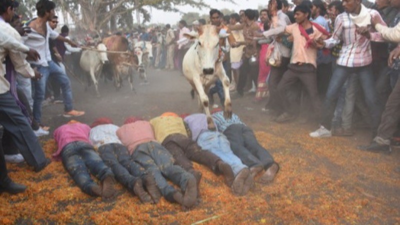 आदिवासी संस्कृति की एक अनोखी परंपरा है गाय गोहरी