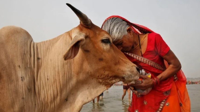 महाराष्ट्र में गाय को 'राज्यमाता' का दर्जा, सीएम शिंदे ने किया ऐलान