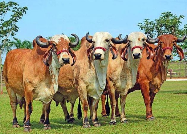 गाय में सकारात्मक ऊर्जा, उतनी किसी अन्य प्राणी में नहीं