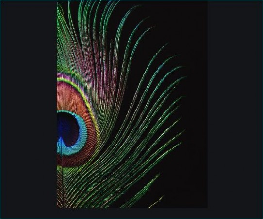 Peacock feather may resolve the problems from money to Vaastu dosha