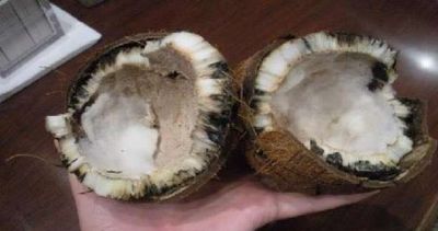 If your coconut spoiled at the time of worship, do this