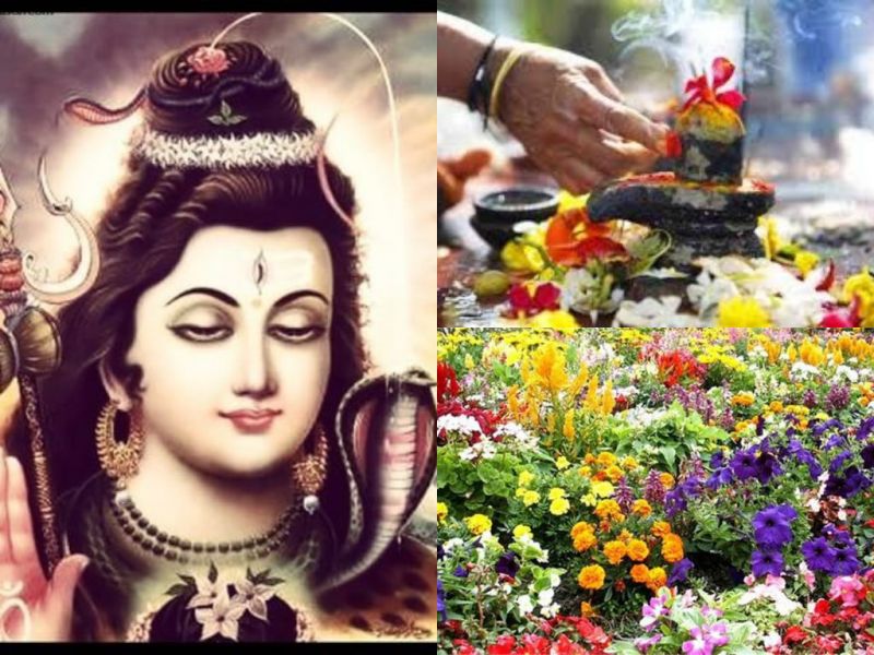 नकारात्मक शक्ति को दूर करता है भगवान शिव का ये प्रिय पौधा