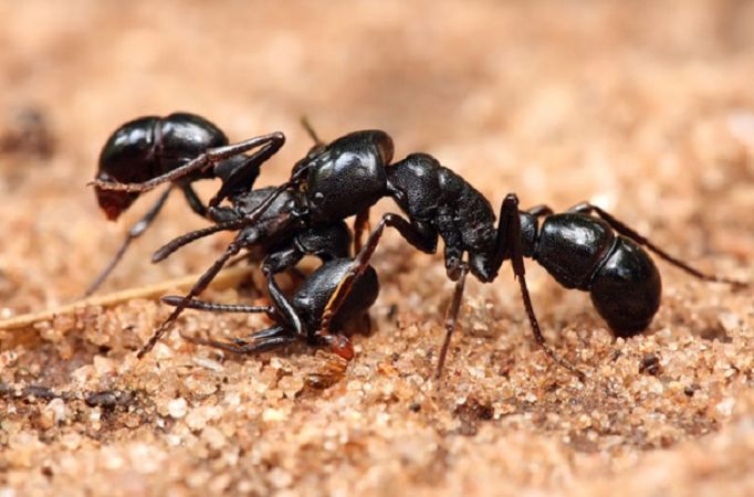 काली चींटी का ऐसे आना देता मुसीबतों का संकेत