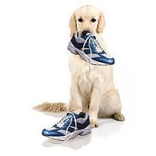 अगर कुत्ता लेकर भागता है आपके जूते या चप्पल तो जरूर पढ़ लें यह खबर वरना...