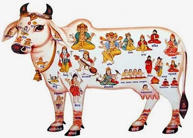 हिन्दू धर्म में गाय को इसलिए पवित्र माना गया है
