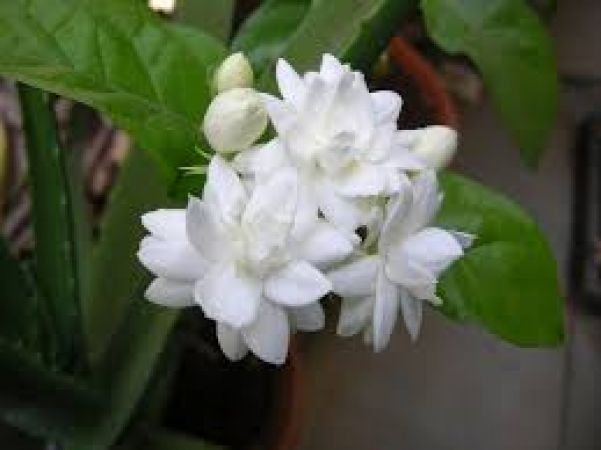 अगर आप है भगवान शिव के भक्त तो उन्हें अर्पित कर दें यह फूल, होगी हर मनोकामना पूरी
