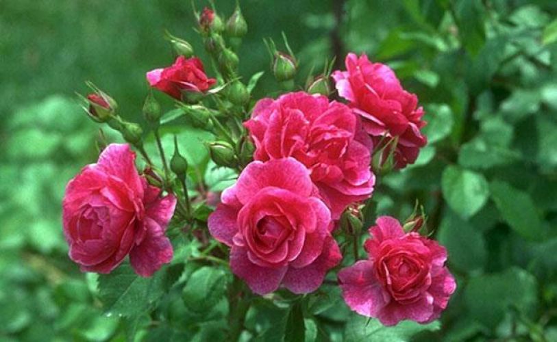 गुलाब का फूल और कपूर का टुकड़ा बनायें धनवान