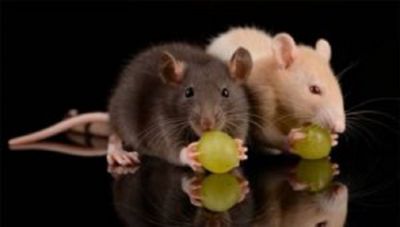 घर में मौजूद चूहा आपके जीवन को करता है बुरी तरह से प्रभावित