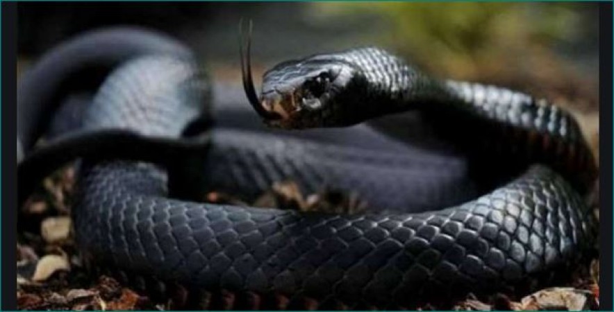 Daughter-in-law murdered mother-in-law with a snake, matter reached SC