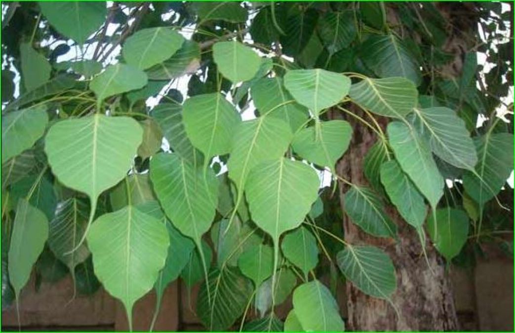 Peepal Tree has many benefits, it also brings mental peace