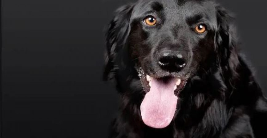 आकस्मिक मृत्यु का खतरा टालता है काला कुत्ता, रोटी खिलने से मिलती है कर्ज से मुक्ति