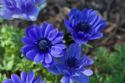 नीले रंग का फूल दिला सकता है मनचाहा जीवनसाथी