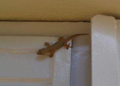 Try these tips to keep lizard at bay