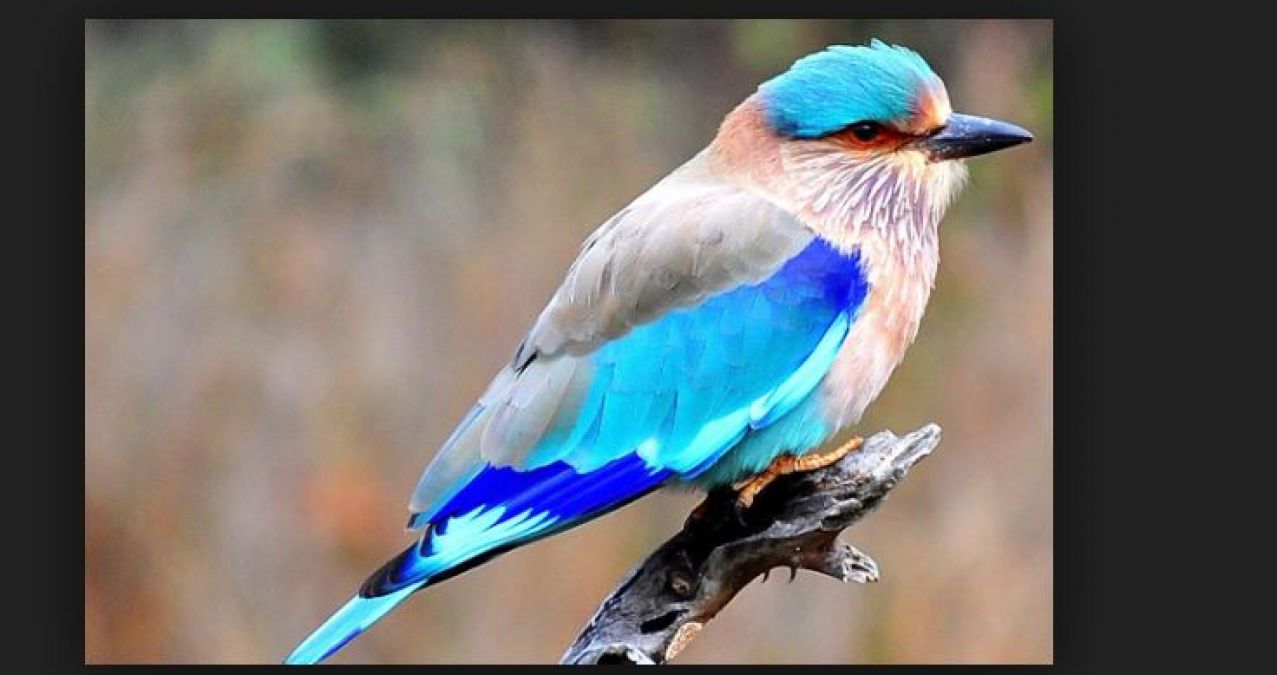 If you see this bird in Sawan, you'll get the fortune of 100 births!
