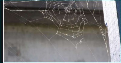 Vastu Gyan: Know why spider web in house is considered as inauspicious