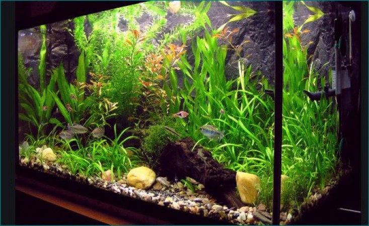 Vastu Gyan: If you have aquarium in your house then definitely do this work