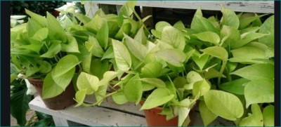If you have a moneyplant in your home  then you should read this article