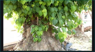If you have a Peepal tree near your house then you must read this article